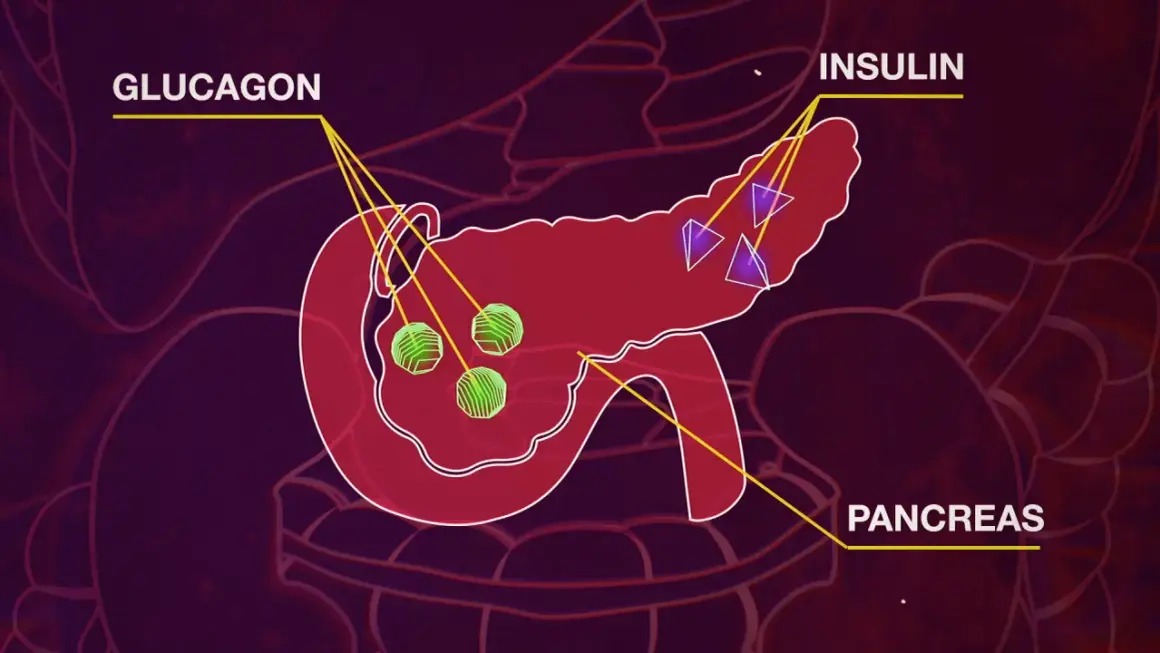 Il pancreas produce insulina e glucagone, ormoni essenziali per regolare la glicemia.