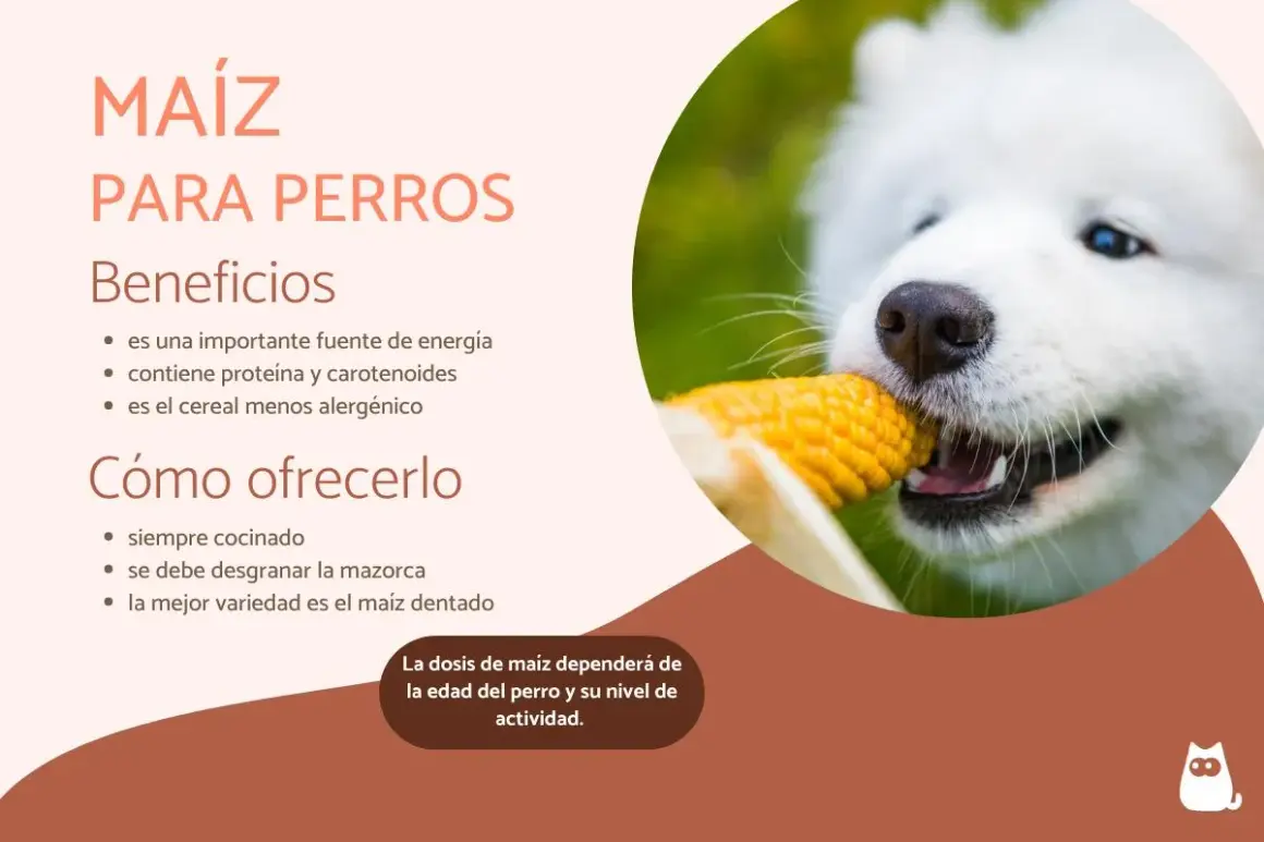 Un perro blanco y esponjoso muerde una mazorca de maíz. El maíz es un cereal beneficioso para perros, aportando energía y nutrientes.