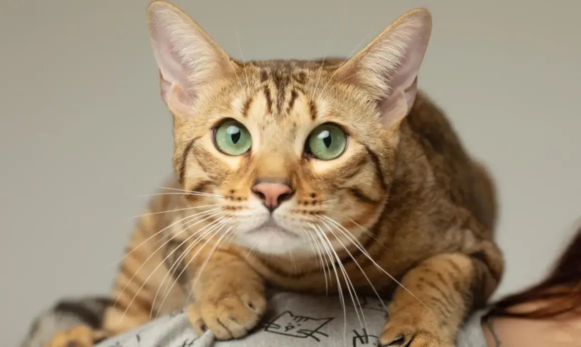 Un magnifico gatto Serengeti con occhi verdi smeraldo, posato su una spalla, con il suo manto maculato che si fonde con lo sfondo.
