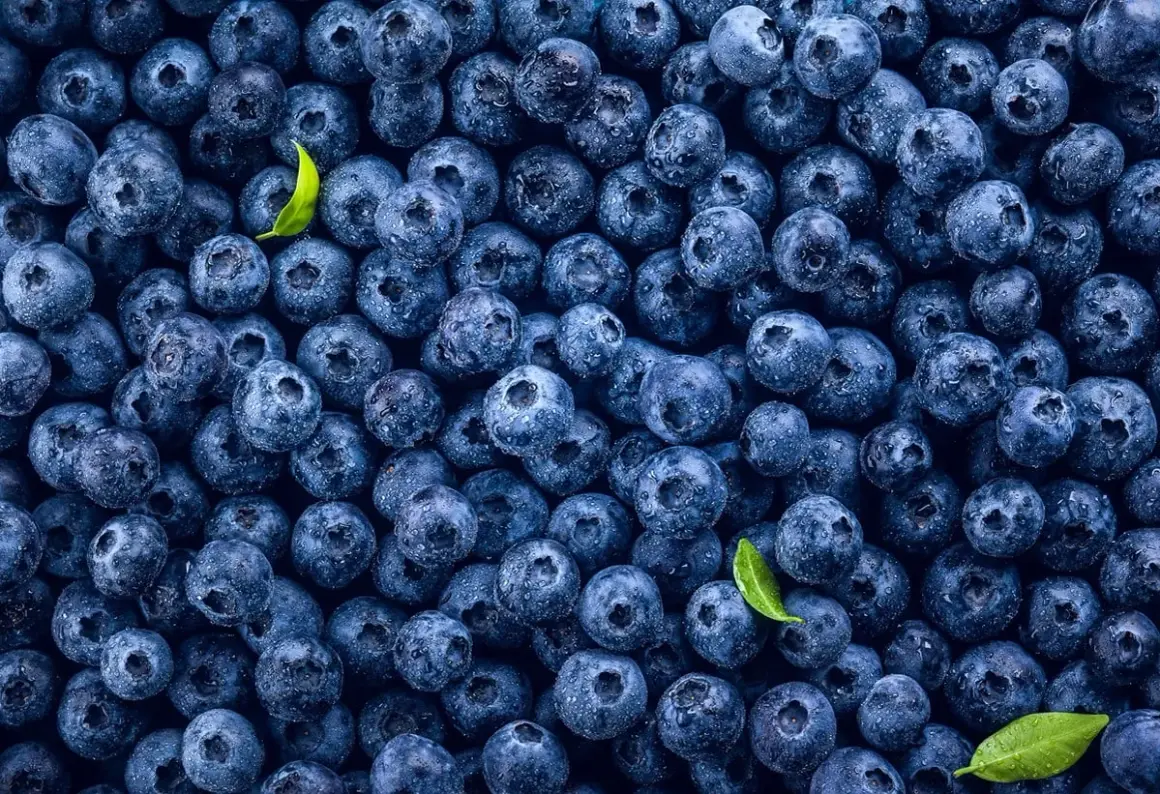 Mnóstwo soczystych borówek amerykańskich, idealnych na zdrową przekąskę. Niska zawartość borówka amerykańska kcal sprawia, że są świetnym wyborem.