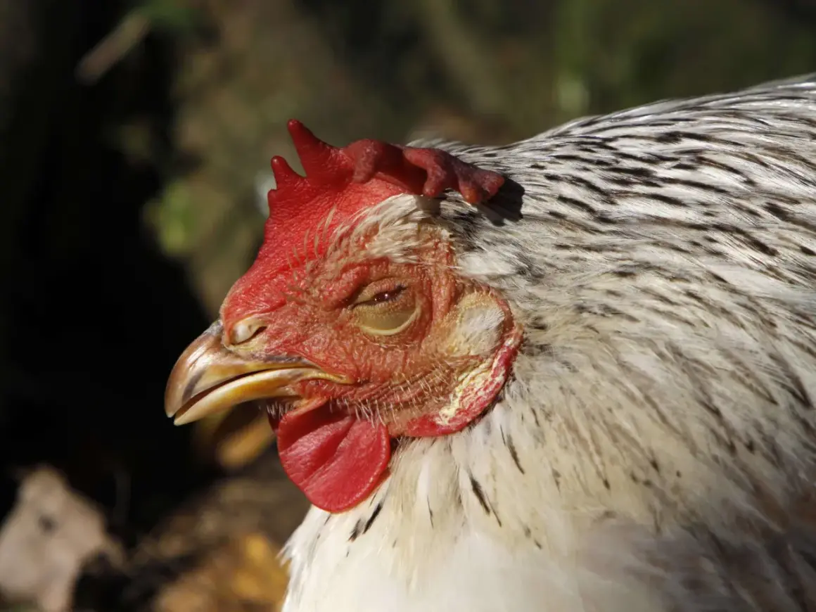 Nahaufnahme eines Huhnkopfes mit roten Kamm und Kehllappen. Das Huhn scheint müde zu sein, vielleicht wegen Kokzidien.