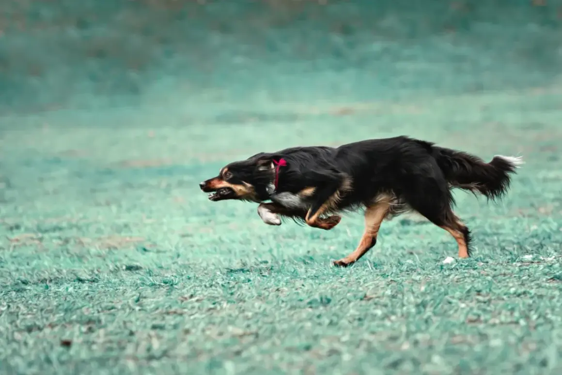 Pies w szaleńczym pędzie, doświadczający **zoomies u psa**. Jego sierść faluje, a oczy błyszczą radością biegu po zielonej trawie.