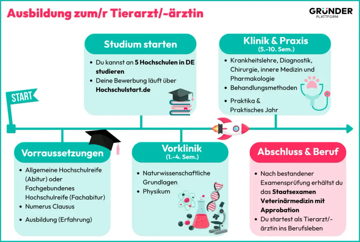 Infografik zum Tiermedizin studieren in Deutschland: Voraussetzungen, Studium, Klinik & Praxis, Abschluss.