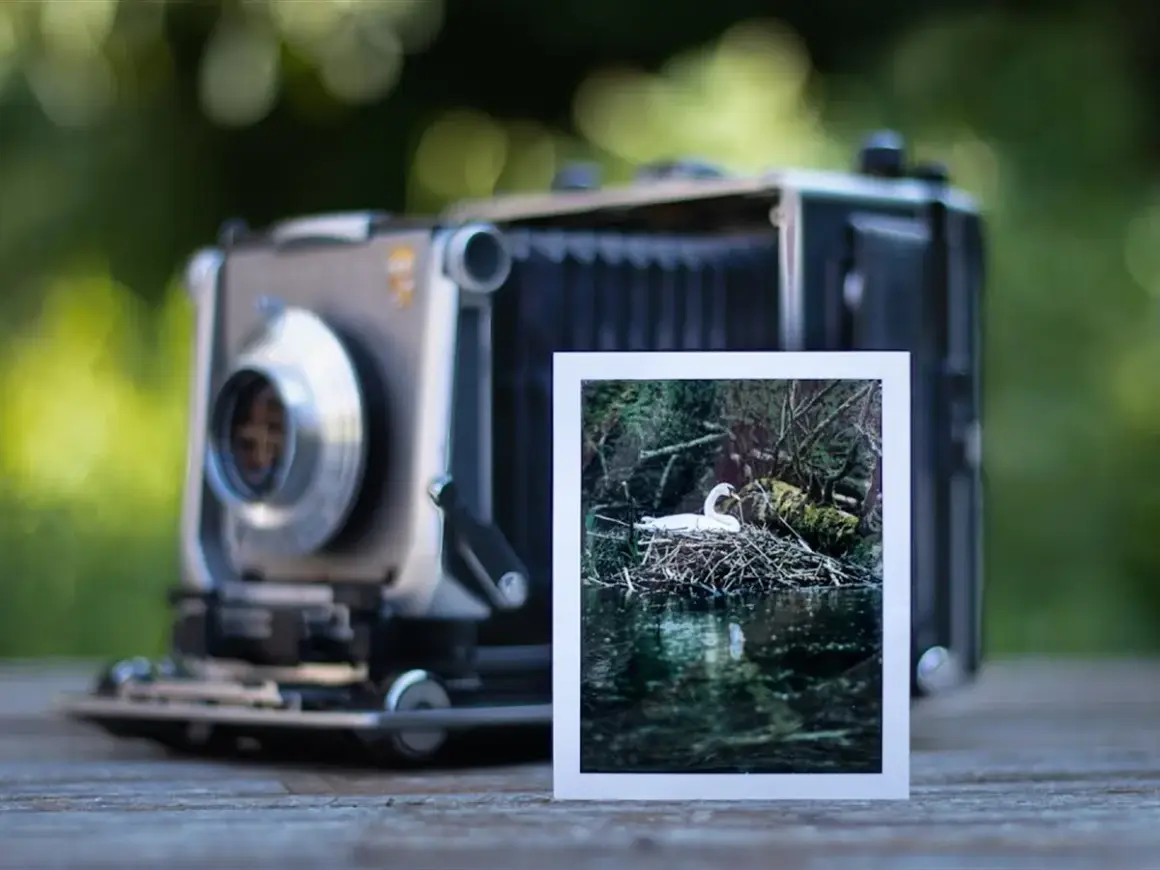A vintage camera sits on a wooden surface, with a 4x5 print of a swan on its nest in a pond.