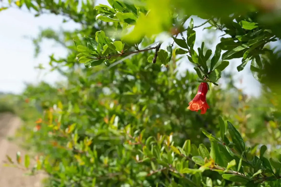 Un bocciolo rosso acceso, segno che quando fiorisce il melograno, la natura si veste di promesse.