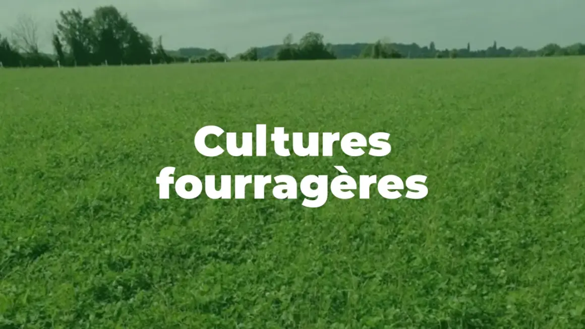Vaste champ de plante fourragère verte sous un ciel couvert. Texte blanc "Cultures fourragères" superposé.