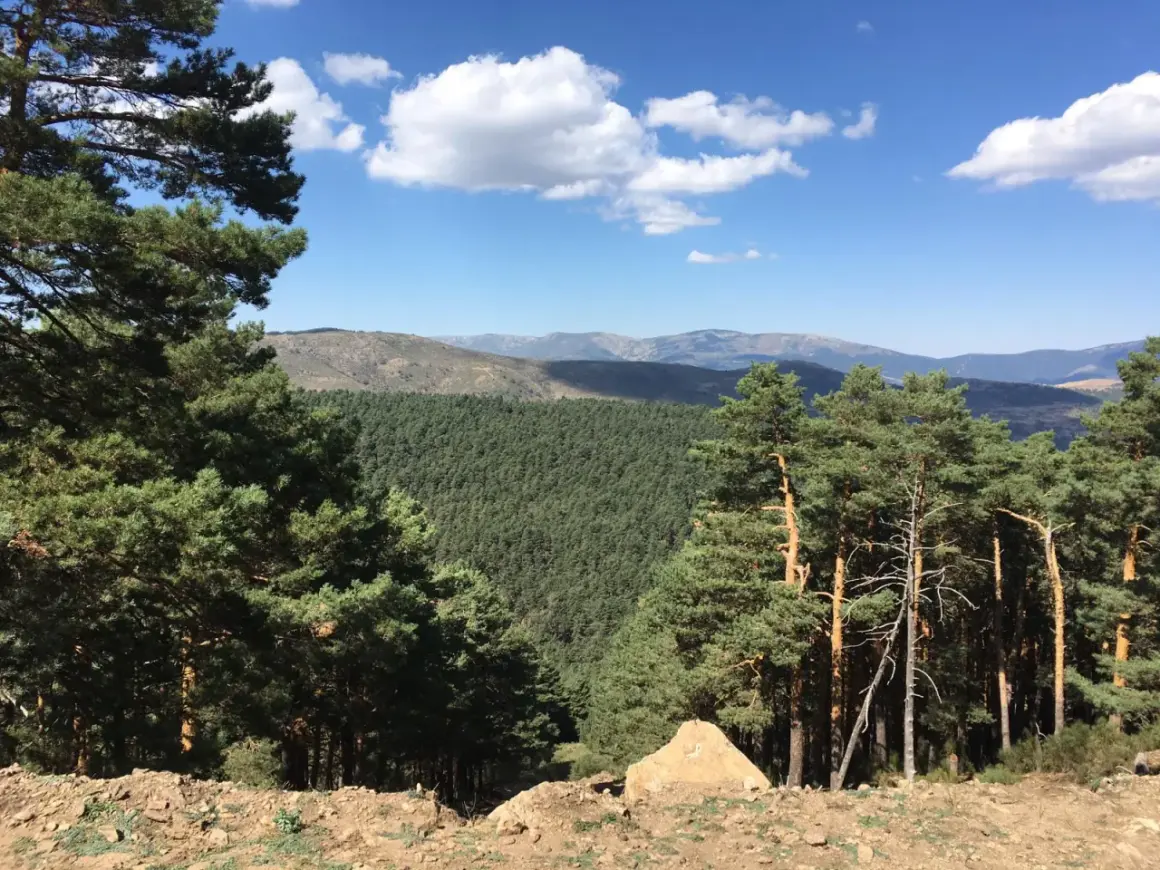 Un paisaje montañoso con un denso bosque de pinos y un cielo azul con nubes blancas. La senda ecológica de Canencia se abre paso entre la naturaleza.