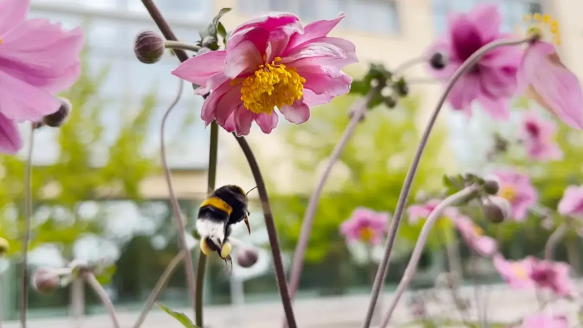 En humla flyger mot en rosa blomma, redo att samla nektar. En vacker scen av mata humlor på våren.