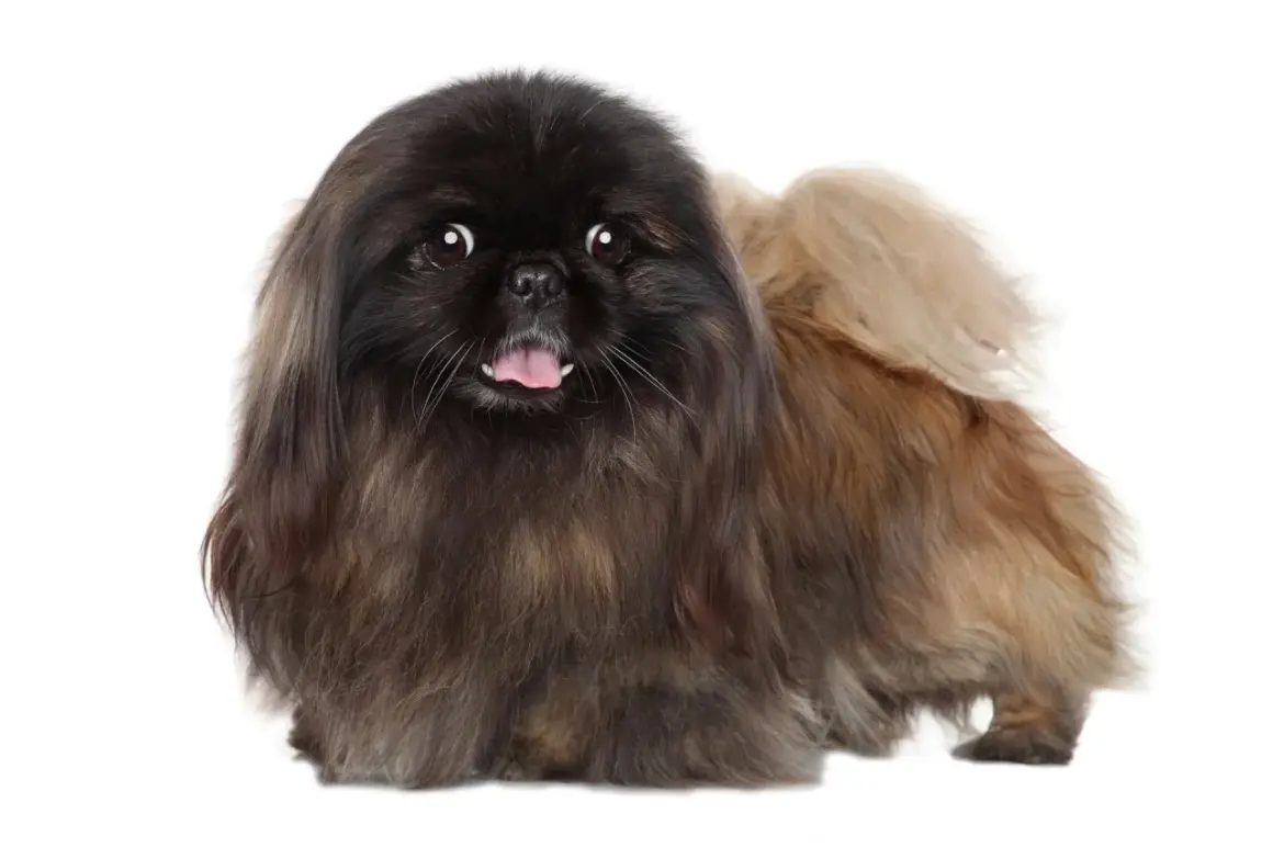 Un adorable perro pekinés con pelaje largo y oscuro, con la lengua fuera y ojos curiosos, posa sobre un fondo blanco.