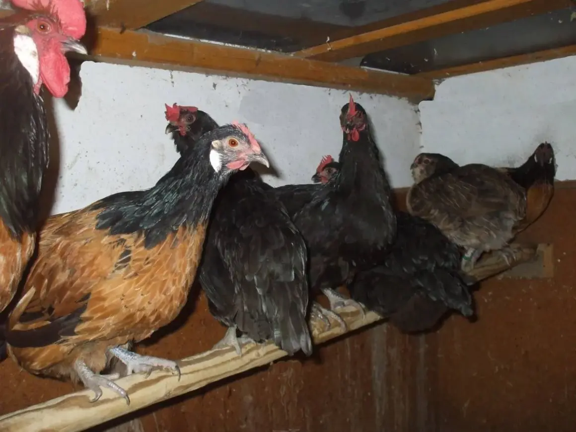 Mehrere Hühner, einige braun-schwarz, andere schwarz, sitzen auf einer Sitzstange in einem Stall.
