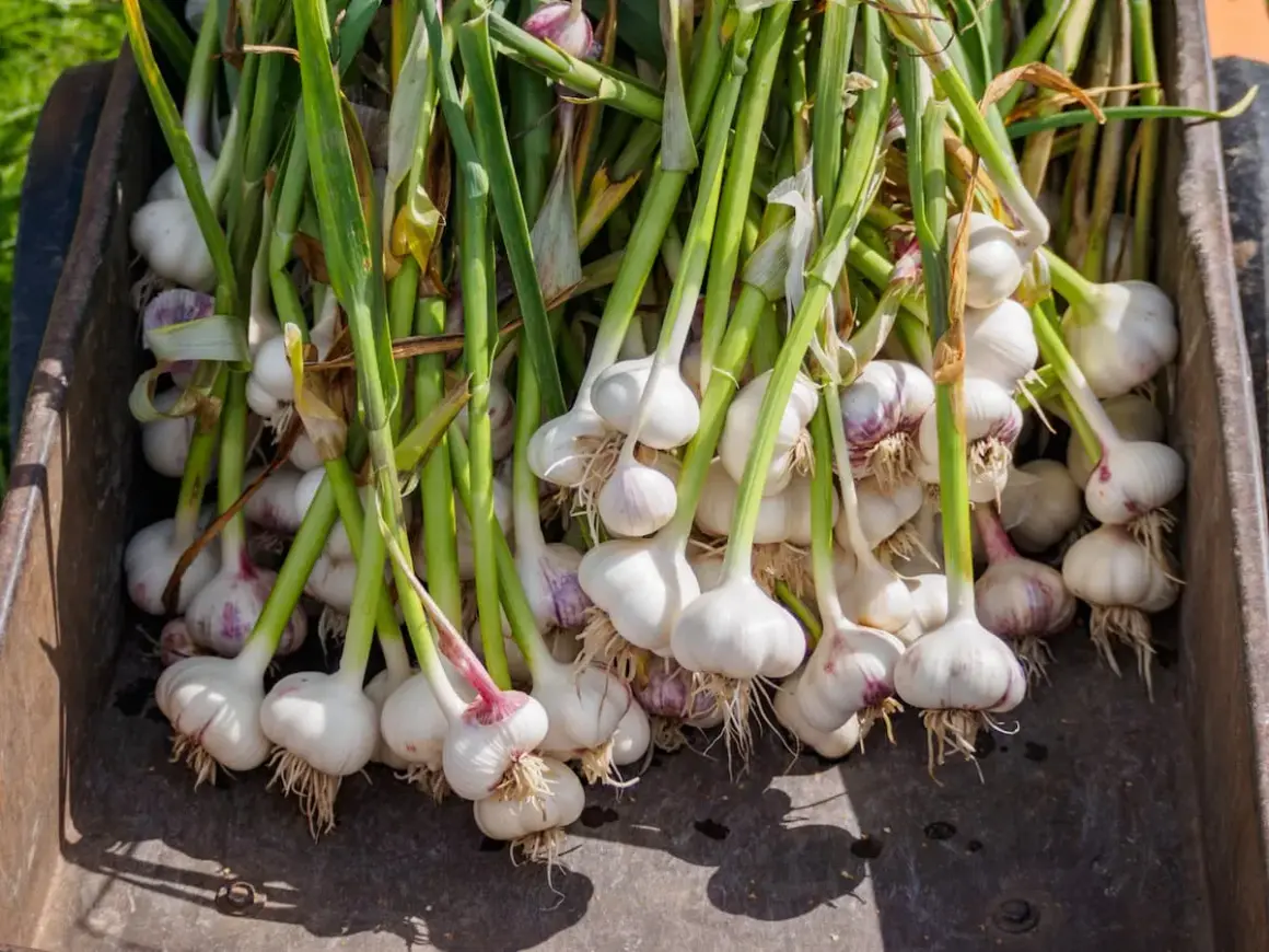 Frisch geernteter Knoblauch, bereit für die Lagerung. Die grünen Stiele und weißen Knollen zeigen, dass das Knoblauch pflanzen im Topf erfolgreich war.