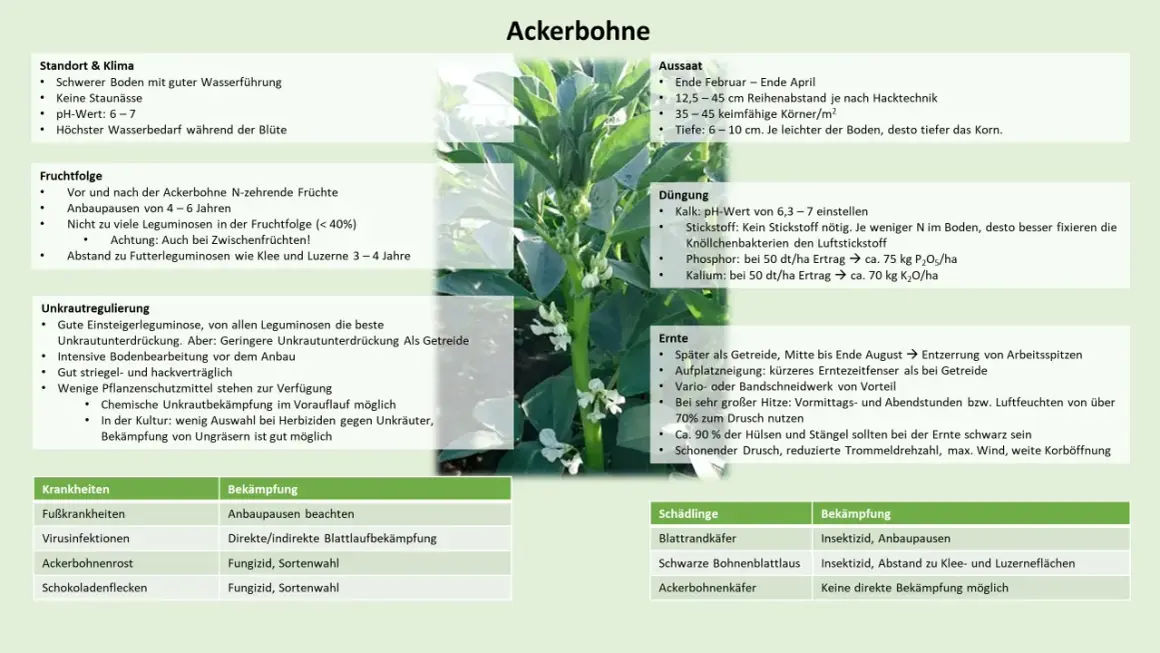 Ackerbohnen sind eine Leguminosenart, die sich gut zur Unkrautunterdrückung eignet. Sie bevorzugen schwere Böden und benötigen wenig Stickstoff.