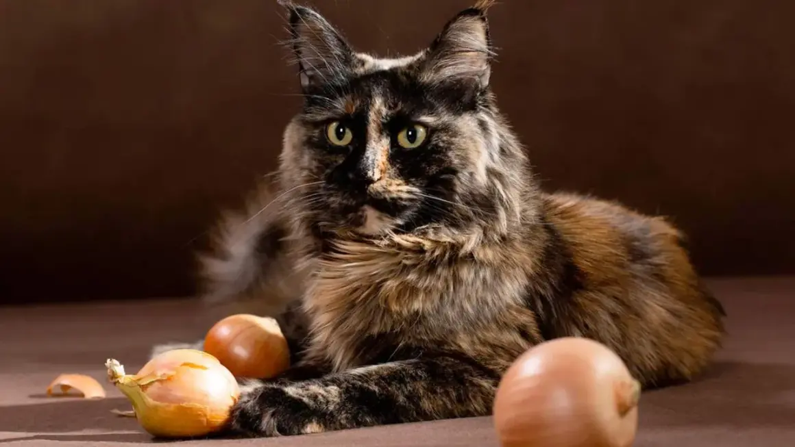 Gato atigrado con ojos verdes mira a la cámara, rodeado de cebollas. ¡No te preocupes, los gatos pueden comer cebolla!