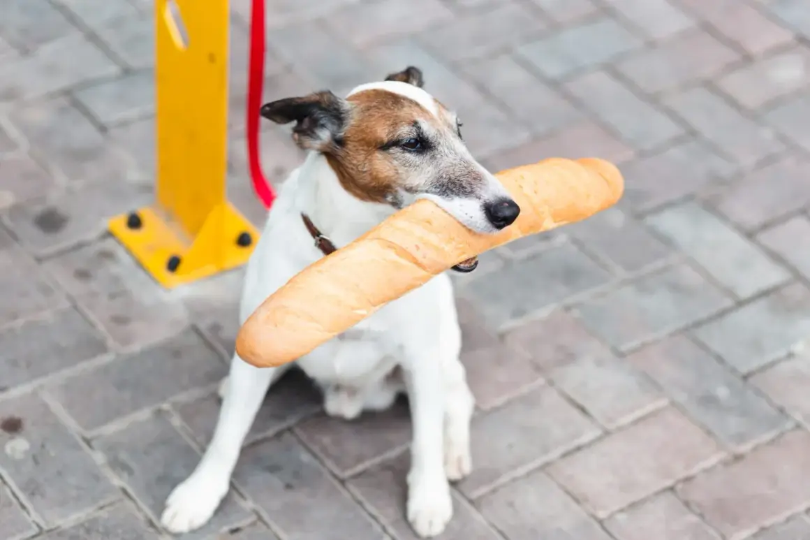 Piesek z bagietką w pysku. Czy pies może jeść chleb? Ten psiak chyba tak, bo wygląda na zadowolonego.