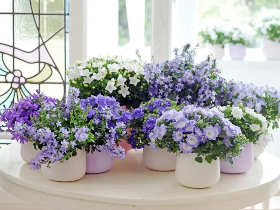 Urocze kwiaty campanula dzwonek w odcieniach fioletu i bieli, w pastelowych doniczkach, tworzą wiosenną kompozycję.
