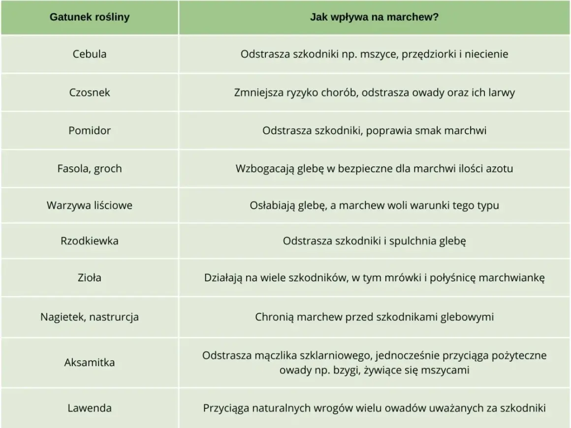 Tabela podpowiada, co siać obok marchwi: cebula, czosnek, pomidor, fasola, zioła, nagietek, aksamitka, lawenda.