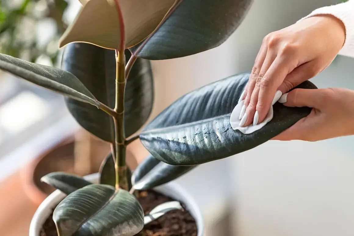Maintenir la brillance de votre ficus : une main nettoie délicatement une feuille avec un chiffon humide. Apprenez comment nettoyer les feuilles des plantes pour une meilleure santé.