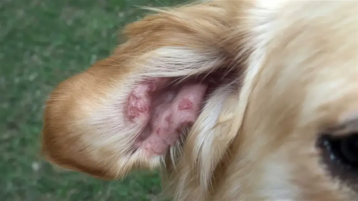 Oído de perro con lesiones cutáneas, posible síntoma de leishmania en perros.