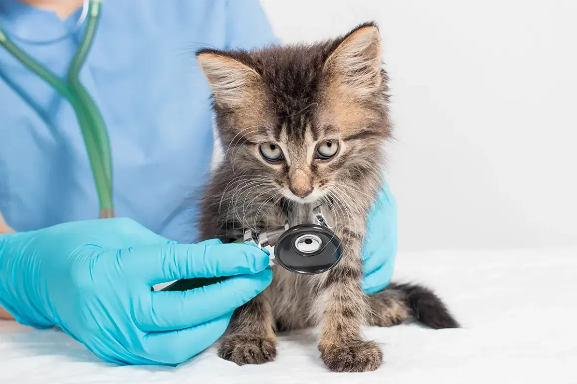 Un vétérinaire examine un chaton aux yeux bleus, peut-être pour une maladie du chat pif. Le chaton est tenu par des mains gantées de bleu.