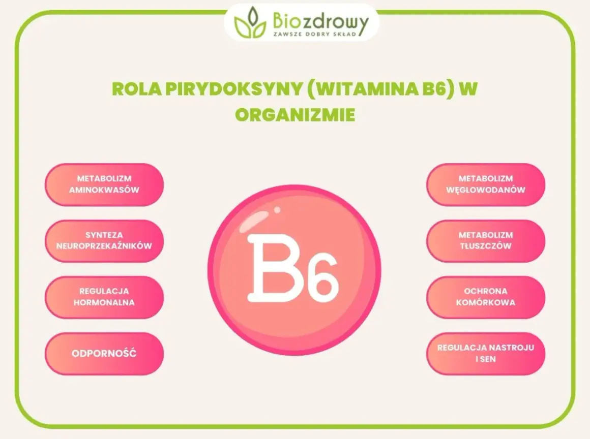 Grafika przedstawia rolę witaminy B6 w organizmie: metabolizm aminokwasów, syntezę neuroprzekaźników, regulację hormonalną, odporność, metabolizm węglowodanów i tłuszczów, ochronę komórkową oraz regulację nastroju i snu. Bezpieczna dawka witamina b6 je...