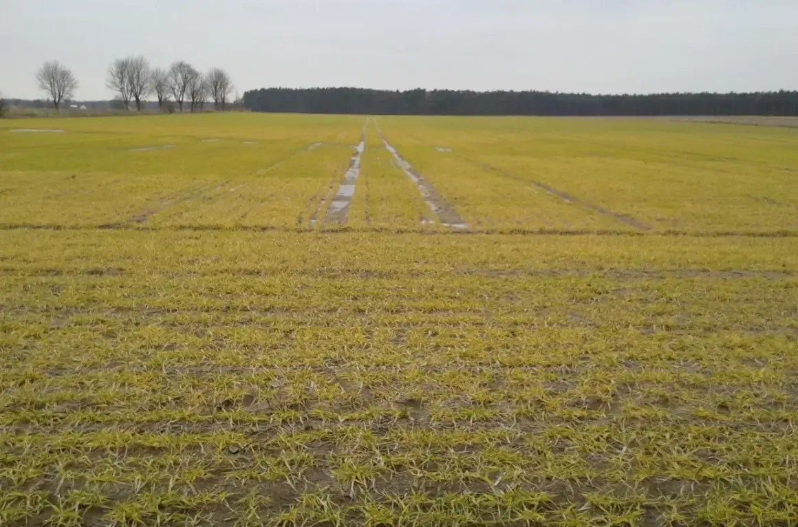 Młody jęczmień na polu, z widocznymi śladami po maszynach i kałużami. W oddali las i drzewa.