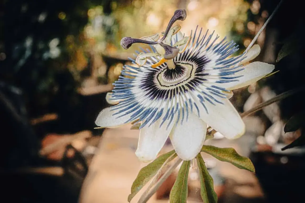 Une bouture passiflore, fleur exotique aux pétales blancs et filaments bleus et violets, s'épanouit dans un jardin.