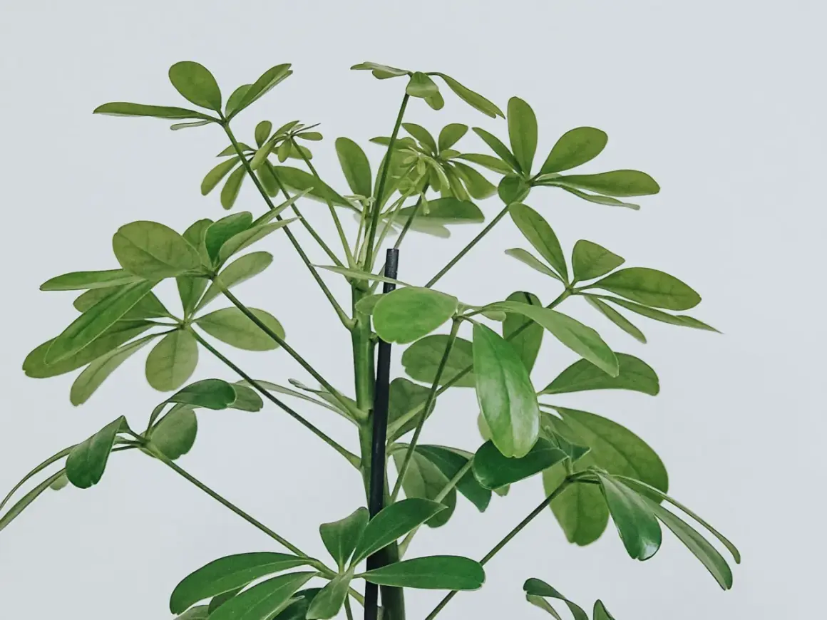 En grön paraplyaralia stickling med många blad som växer uppåt mot en vit bakgrund.