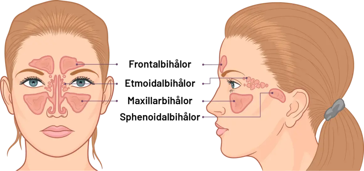 Illustration av bihålorna i ansiktet. Lär dig om bihåleinflammation huskur och hur du kan lindra besvären.