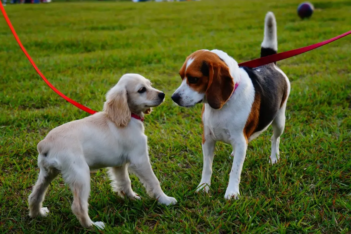 Dwa psy na smyczy, beagiel i szczeniak rasy cocker spaniel, poznają się na zielonej trawie.
