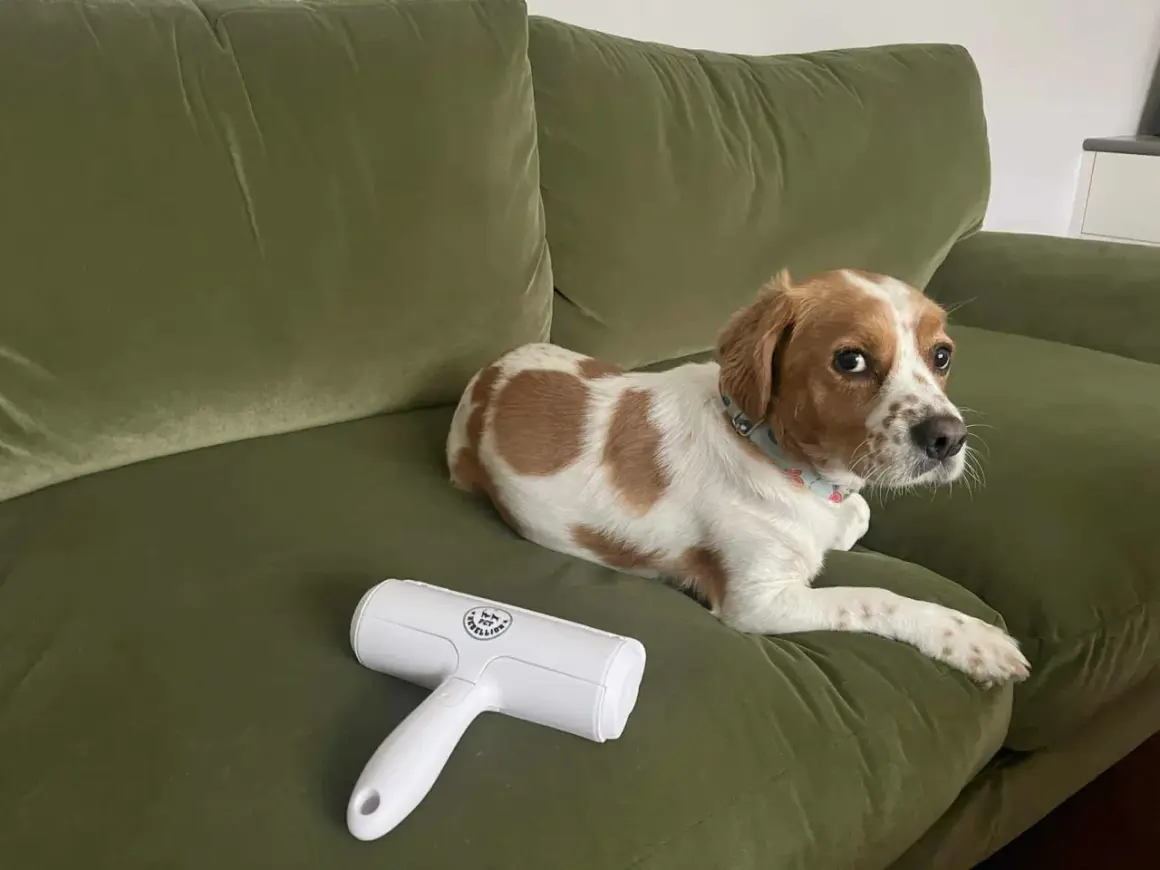 A dog rests on a green couch next to a lint roller, hinting at how to remove pet hair from couch.