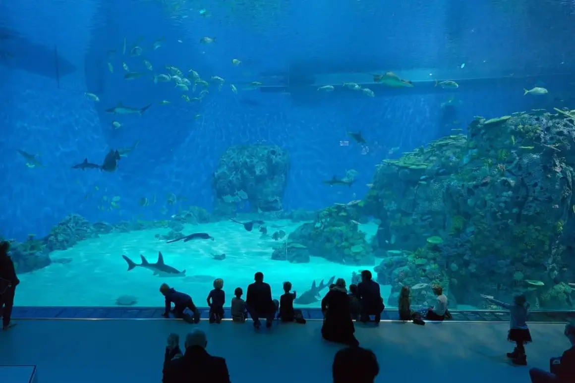 Rodzina obserwuje rekiny i ławice ryb w oceanarium Kopenhaga.