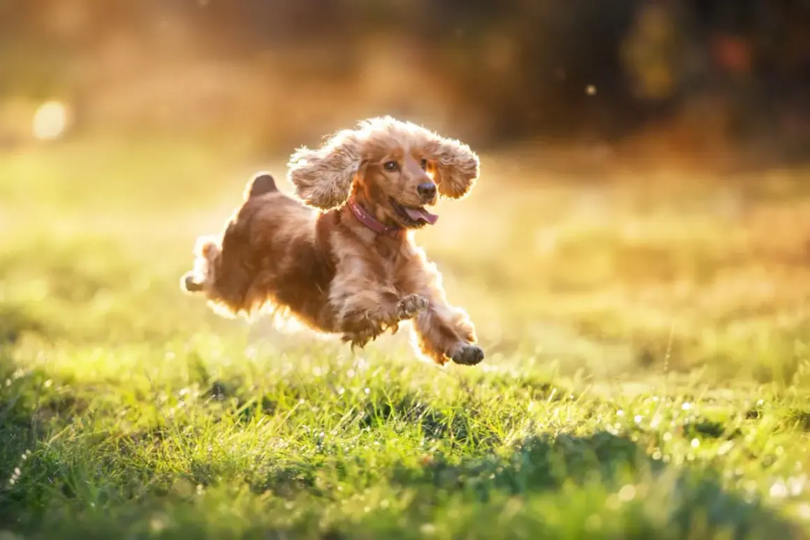 En glad hund hoppar i solljuset. Hur ofta ska en hund rastas? Denna glada hund verkar njuta av varje stund utomhus.