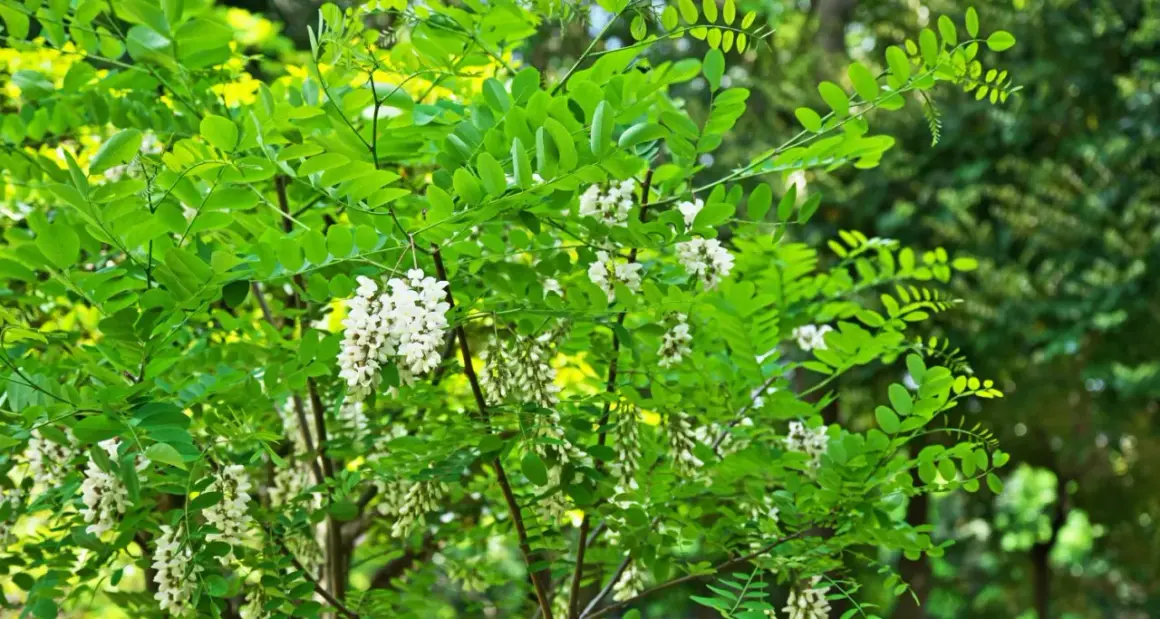 Arbre en fleurs d'acacia, ses grappes blanches parfumées contrastent avec le feuillage vert vif. Un bois dur ou tendre, selon l'espèce.