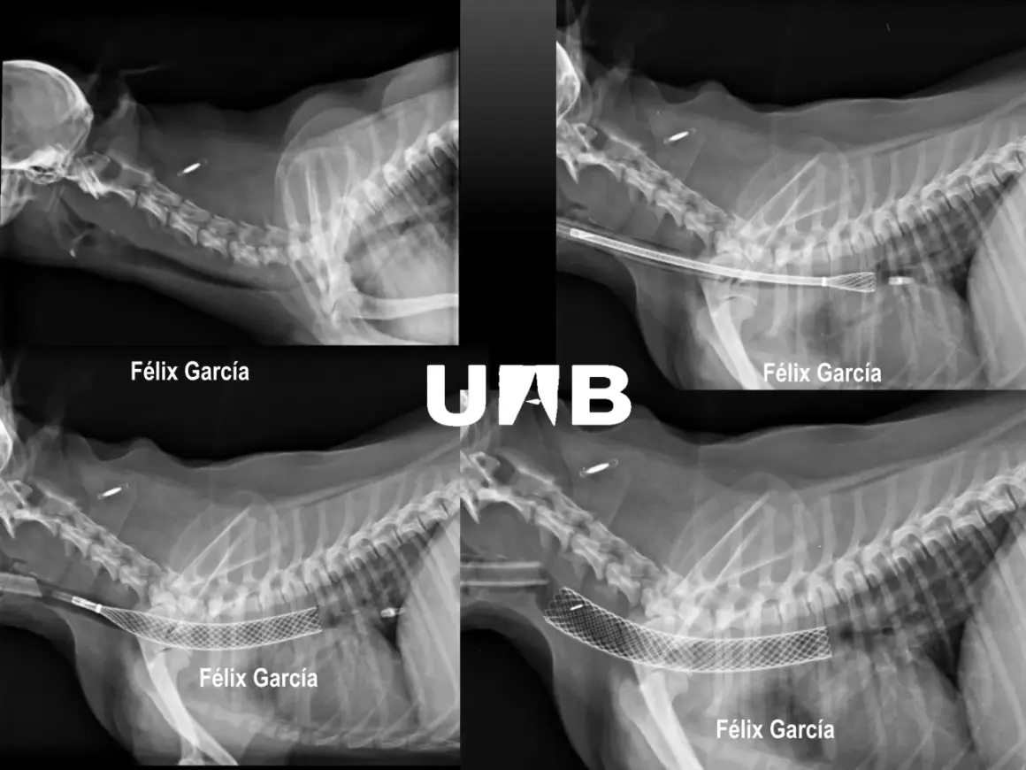 Radiografías de perros con colapso traqueal. Se observa la implantación de stents para mantener la vía aérea abierta.