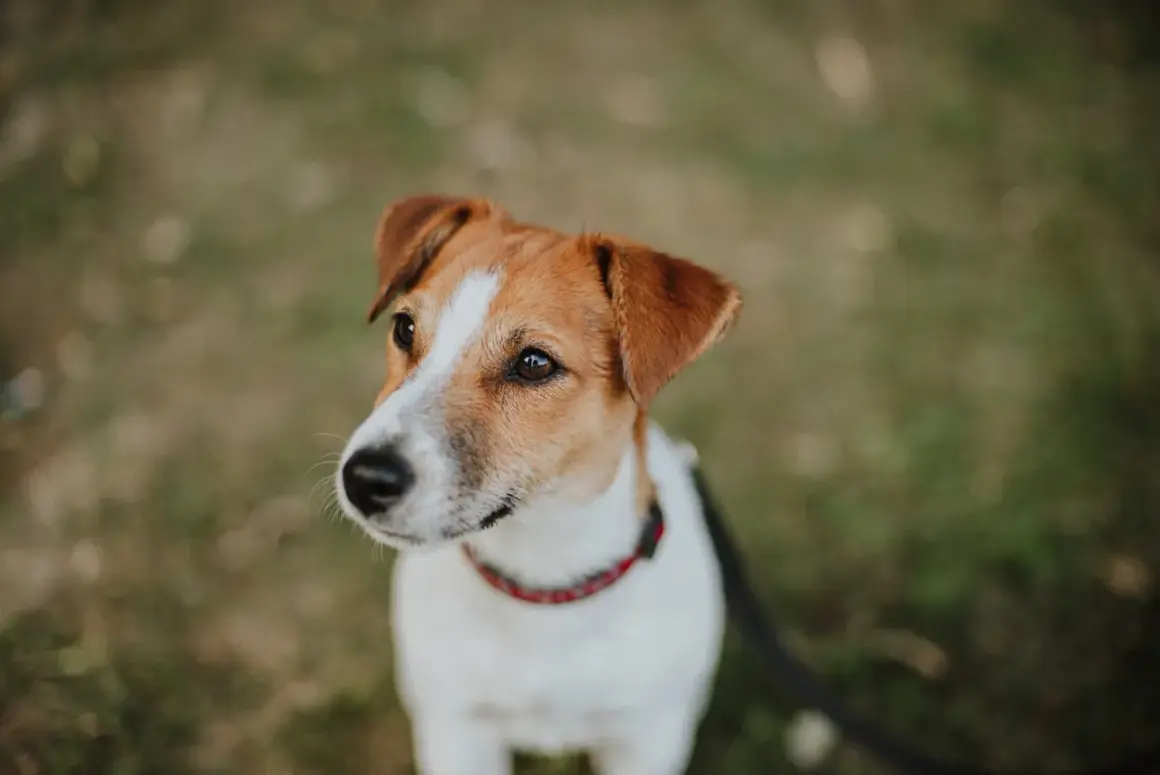 Uroczy jack russell terrier z zaciekawieniem spogląda w bok. Ile żyje taki piesek? Zwykle 12-16 lat.