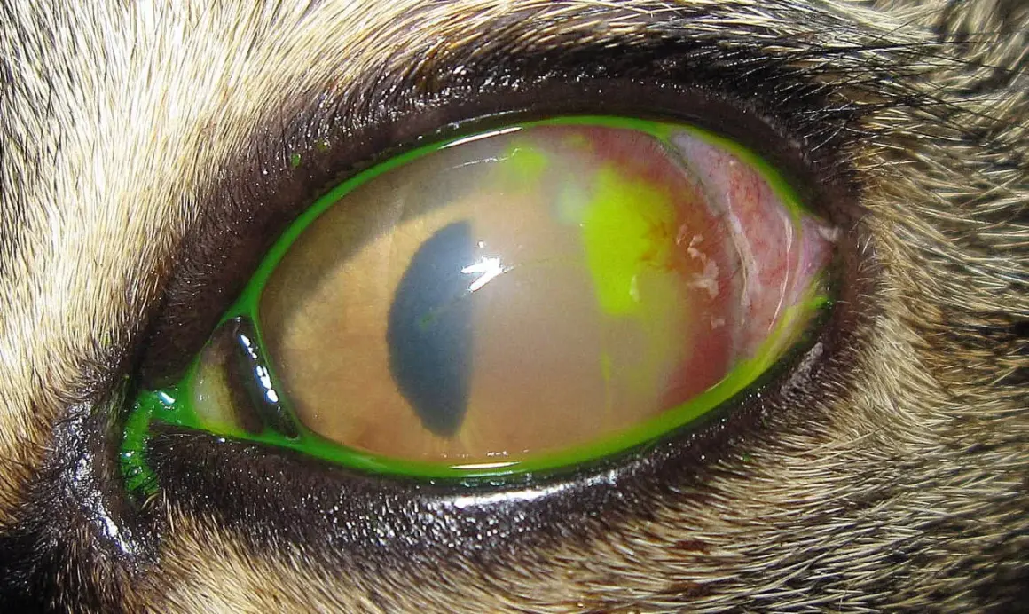 Œil de chat atteint d'un ulcère cornéen, avec une coloration verte fluorescente visible autour de l'iris et une conjonctive rouge.