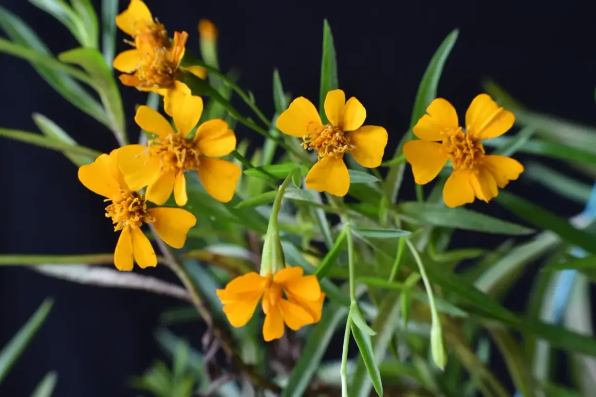 Kleine gelbe Blüten mit feinen grünen Blättern. Ein idealer **Estragon Standort** ist sonnig und geschützt.