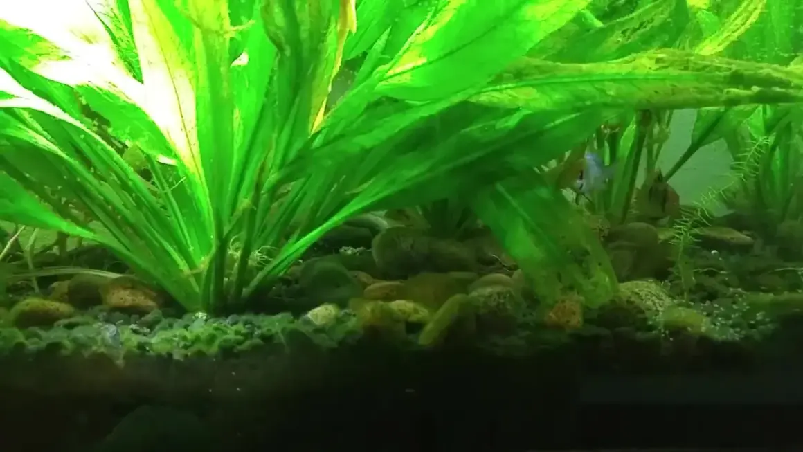 Plantes d'aquarium luxuriantes, poissons colorés nageant parmi les cailloux. La tourbe sert à acidifier l'eau, créant un habitat idéal.