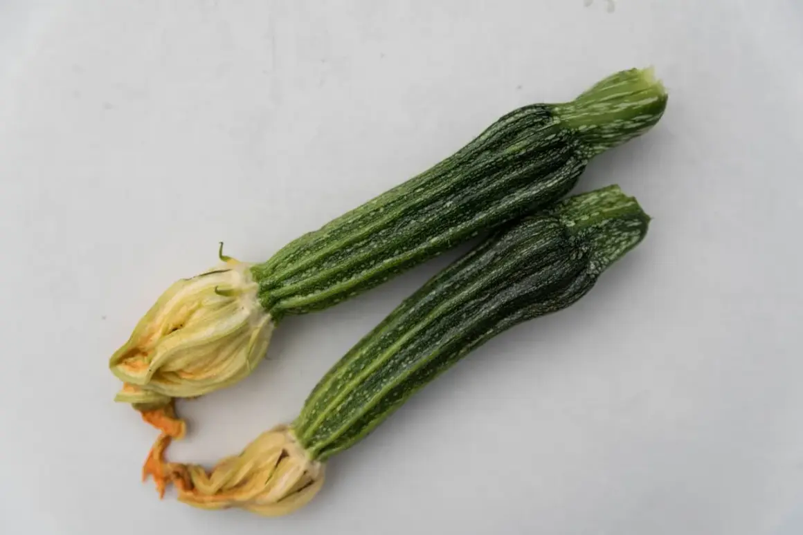 Två små ansa zucchini med blommor, redo att tillagas.