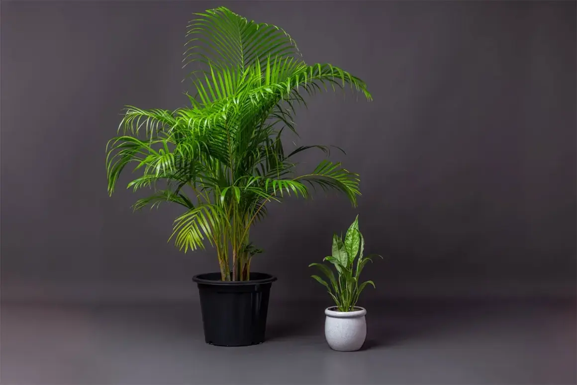 Due palme in vaso, una grande in nero e una piccola in bianco, perfette piante pet friendly per la tua casa.
