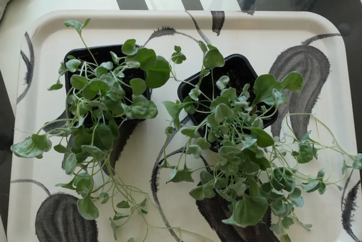 Två små plantor med silverfärgade blad, som en silver falls, står på en bricka med abstrakt mönster.