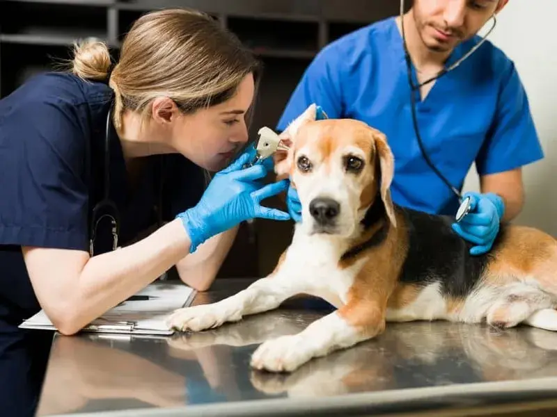 Estudiar veterinaria: requisitos, universidades y salidas laborales esenciales