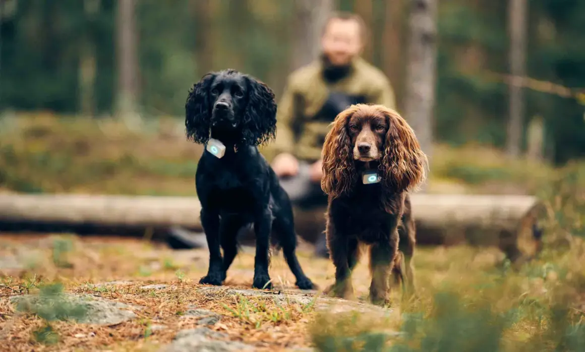 Två cocker spaniel, en svart och en brun, står i skogen med varsin GPS-tracker. Deras nyfikna cocker spaniel egenskaper lyser igenom.