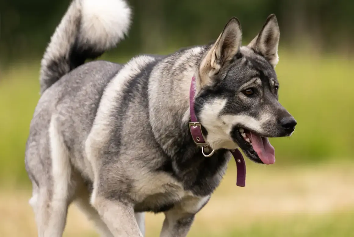 En hund skakar på huvudet, med tungan ute och en lila halsband.