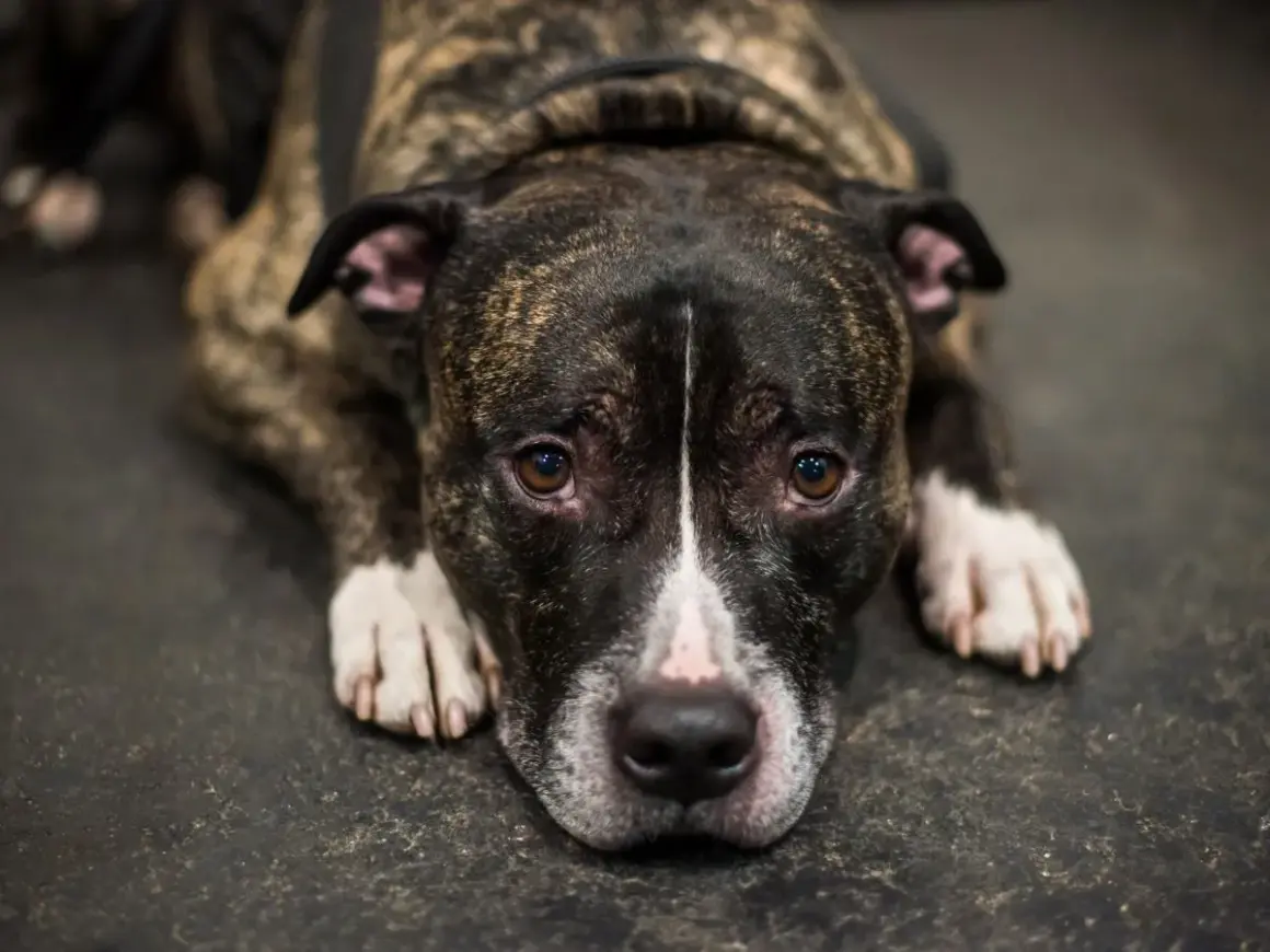 Smutny amstaff leży na podłodze. Czy amstaff jest niebezpieczny? Jego oczy mówią "nie".
