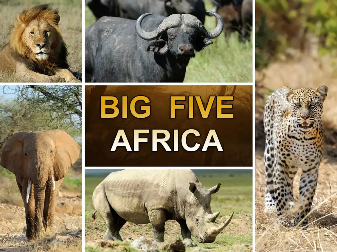Lejon, buffel, leopard, elefant och noshörning – alla delar av Afrikas big 5 djur.