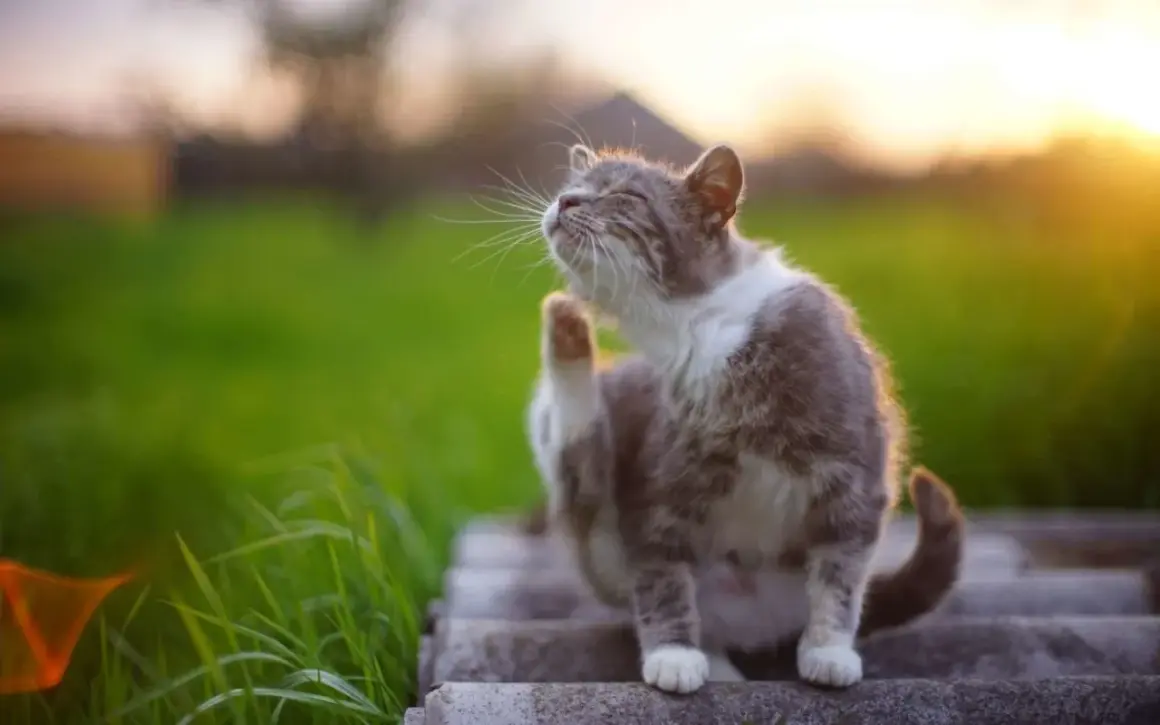 Un chat tigré se gratte l'oreille au soleil couchant. Il semble que mon chat a des puces, il est temps de le traiter.