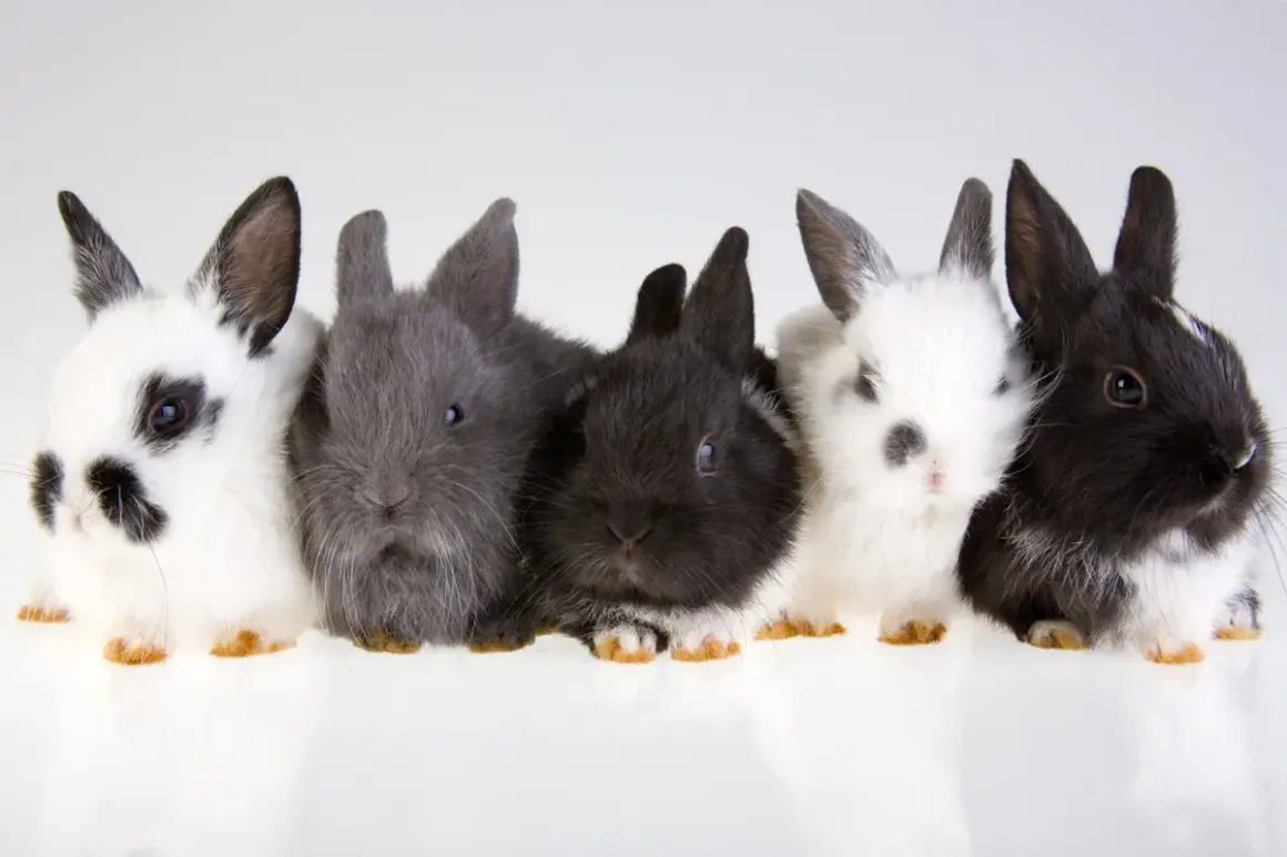 Cinque coniglietti di diverse colorazioni, dal bianco e nero al grigio, posano in fila. Il loro peso è minimo, ma il loro fascino è immenso.