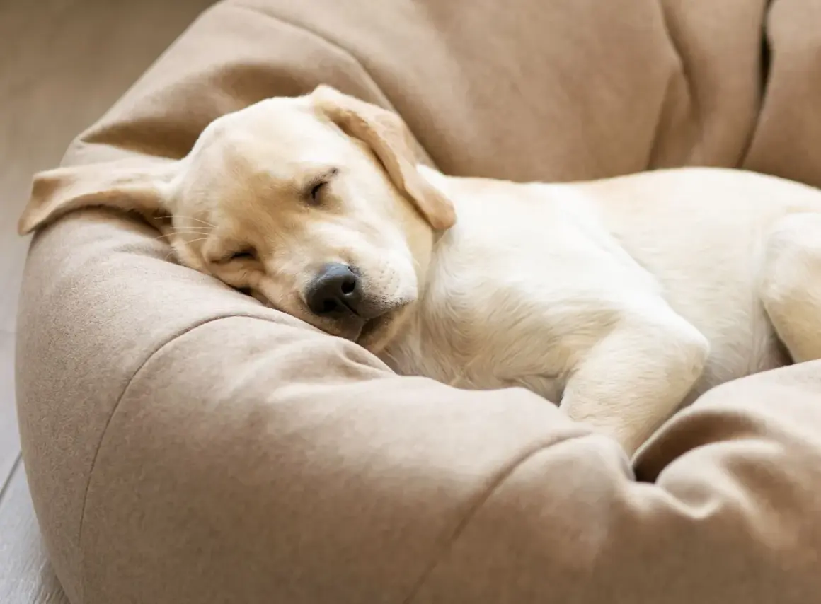 En söt hundvalp sover tryggt i sin bädd. Den lilla hunden ensam hemma drömmer nog om lek och bus.
