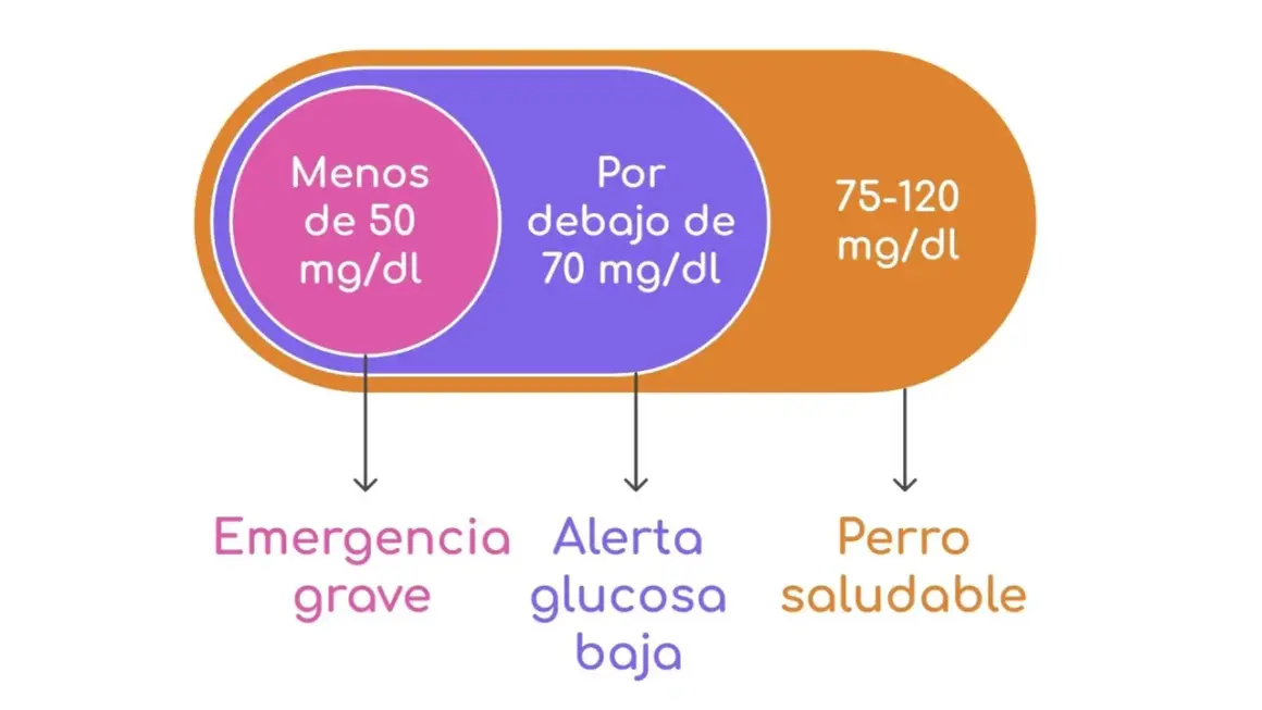 Niveles de glucosa en perros: <50 mg/dl (emergencia grave), <70 mg/dl (alerta, glucosa baja), 75-120 mg/dl (perro saludable).